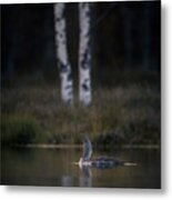 Call Of The Loon Metal Print