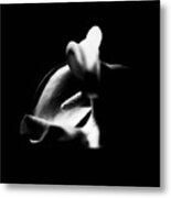 Calla Metal Print