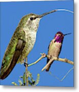Calypte Costae Sticks Her Tongue Out Metal Print
