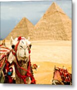 Camel  In Egypt Metal Print