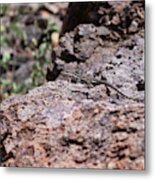 Can You Spot The Lizard? Metal Print