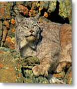 Canadian Lynx On Lichen-covered Cliff Endangered Species Metal Print