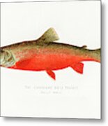 Canadian Red Trout Metal Print