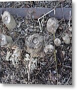 Canal Stumps-027 Scabs Metal Print