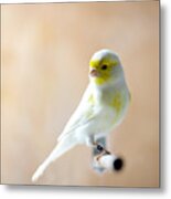 Canary Bird Sitting On A Twig Metal Print