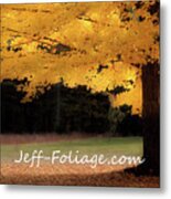 Canopy Of Gold Fall Colors Metal Print