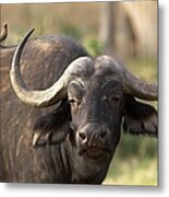 Cape Buffalo Portrait From Africa Metal Print