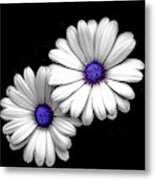 Cape Daisy Metal Print