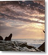 Cape Fur Seals Arctocephalus P Metal Print