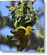 Cape Weaver And Nest Metal Print