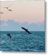 Captiva Island Sunset Seagulls Feast 4 Metal Print