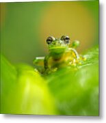 Cascade Glass Frog Metal Print