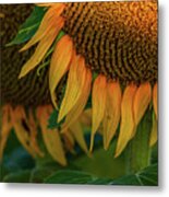 Cast In Sunlight Metal Print