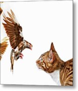 Cat And Bird Metal Print