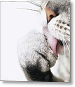 Cat Cleaning Paw, Close-up Metal Print