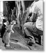 Cats Drinking Milk Metal Print