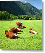Cattle On Farm Field Metal Print