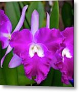 Cattleya Orchid Pink Metal Print