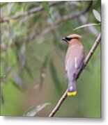 Cedar Waxwing 2019-1 Metal Print