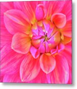 Cerise-pink Dahlia Flower Metal Print