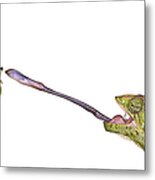 Chameleon Sticking Out Tongue To Catch Metal Print
