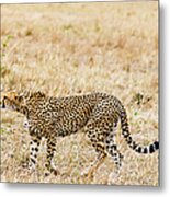 Cheetah, Acinonyx Jubatus, Masai Mara Metal Print