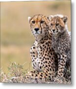 Cheetah Cub With  Mom Metal Print