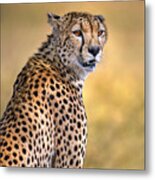 Cheetah Portrait Metal Print