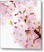 Cherry Blossom Prunus Lannesiana Metal Print