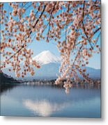 Cherry Tree And Mt. Fuji Reflected In Lake, Japan Metal Print
