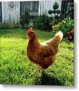 Chicken  In Garden Metal Print