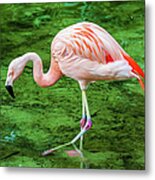 Chilean Flamingo Wading Metal Print