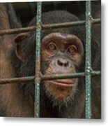 Chimpanzee Limbe Wildlife Center Metal Print
