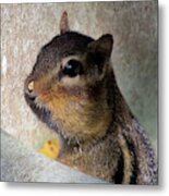 Chipmunk Caught In The Act Metal Print