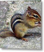 Chipmunk Eating A Grape Metal Print