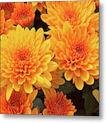 Chrysanthemum Autumn Glory Metal Print