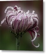 Chrysanthemum 'lily Gallon' Metal Print