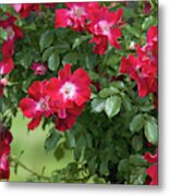 Climbing Crimson Rose Dortmund 7 Metal Print