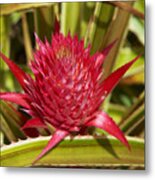 Close Up Of A Pineapple At Dole Plantation Hawaii, Oahu, Hawaii, Usa, America Metal Print