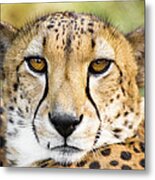 Close Up Of Cheetah Metal Print