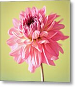 Close Up Of Flower Metal Print