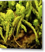 Close-up Of Moss Metal Print