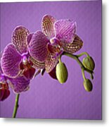 Close Up Of Orchid Flower Petals Metal Print