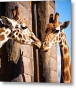 Close Up Of Two Giraffes Kissing Metal Print