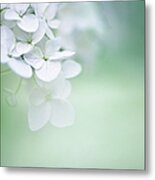 Close Up Of White Hydrangea Metal Print