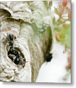 Closeup Image Of A Group Of Bees At The Opening Of A Hive Metal Print