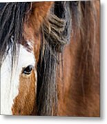 Closeup Of A Brown And White Clydesdale Metal Print