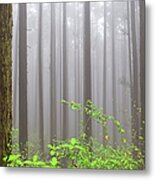 Cloud Forest Metal Print