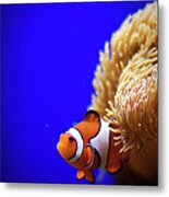 Clownfish In Aquarium Metal Print