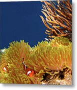Clownfish In Coral Garden - Southeast Metal Print
